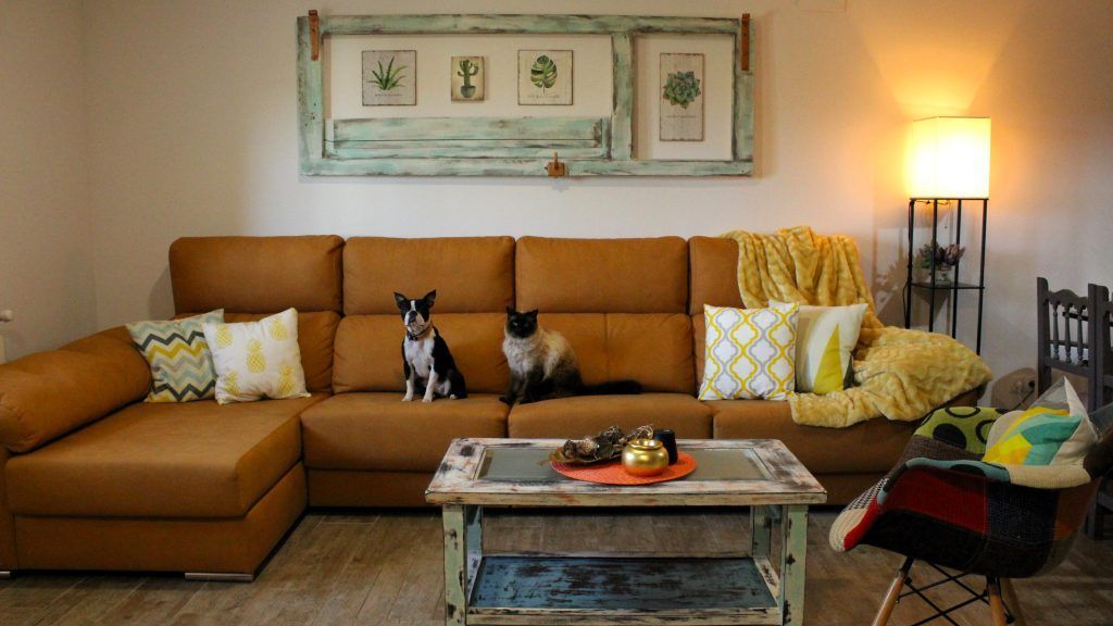 Nuestras mascotas en el sofá de Casa do José