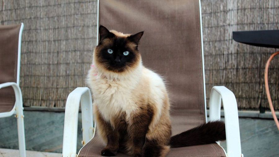 Nuestro gato en una de las tumbonas de Casa do José
