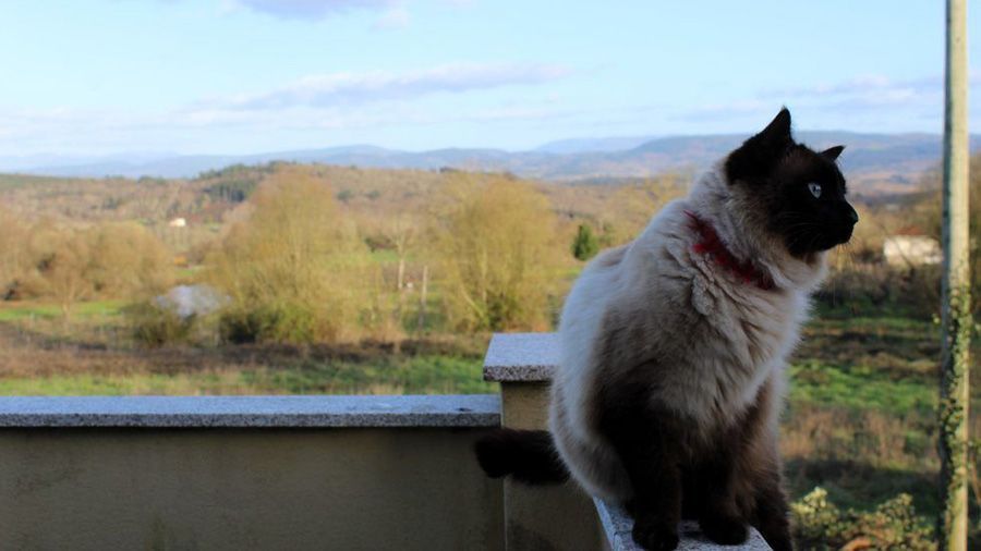 Pantón Rural es un alojamiento pet friendly en Ribeira Sacra