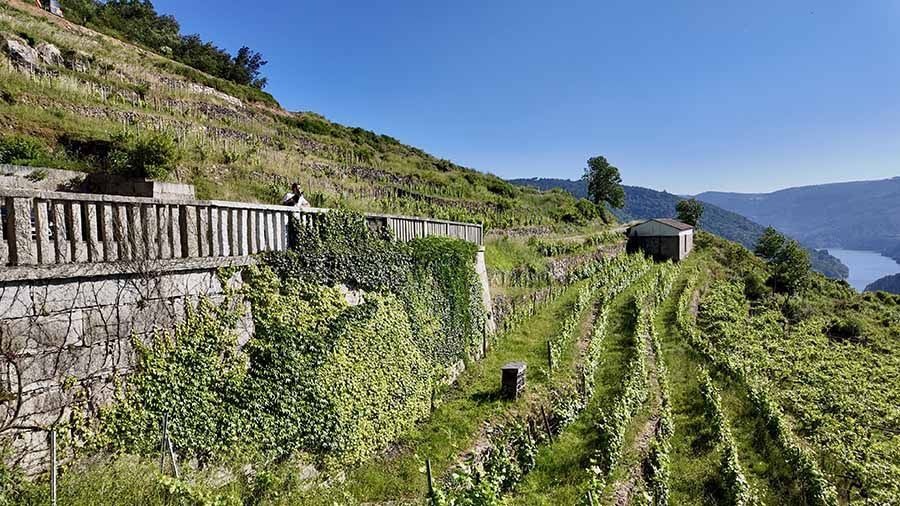 Hay varias bodegas que puedes visitar con perro en Ribeira Sacra
