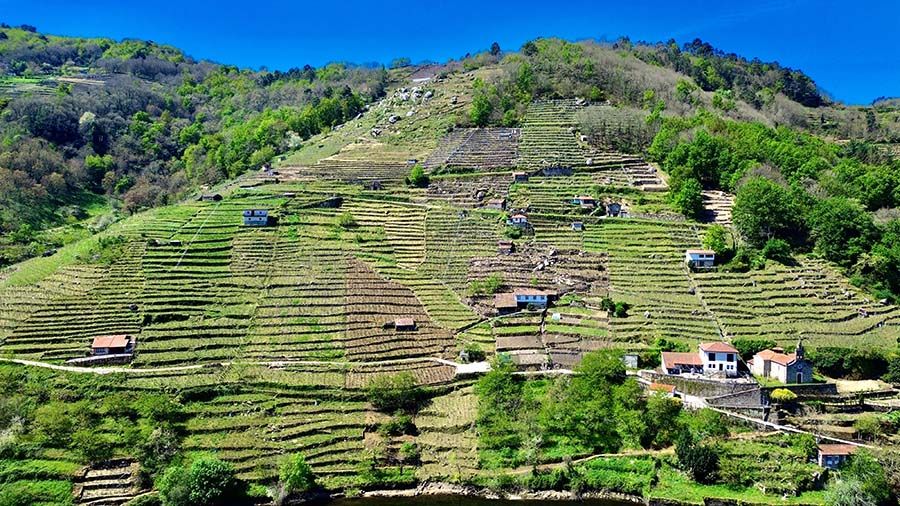 Viñedos en bancales en la Ribeira Sacra