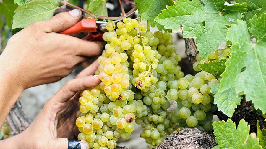 Vendimia en la Ribeira Sacra