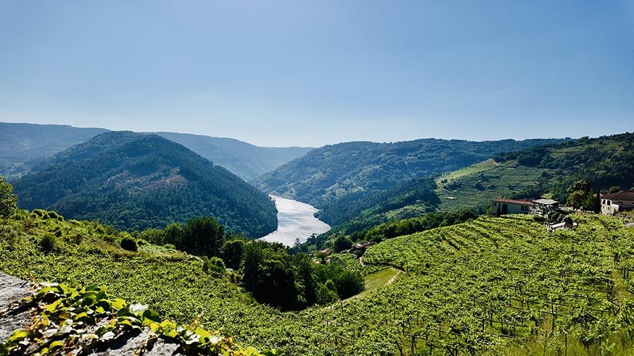 Viñedos de la Bodega Abadía da Cova