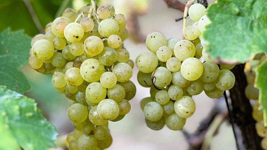 La vendimia empieza cuando las uvas están maduras