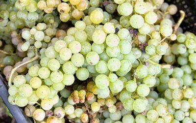 Acércate a la vendimia en la Ribeira Sacra y descubre la viticultura heroica