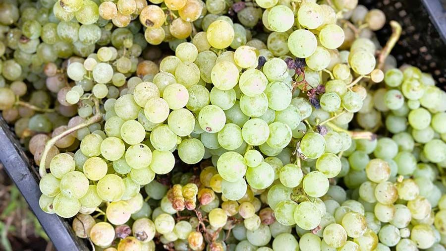 Acércate a la vendimia en la Ribeira Sacra y descubre la viticultura heroica