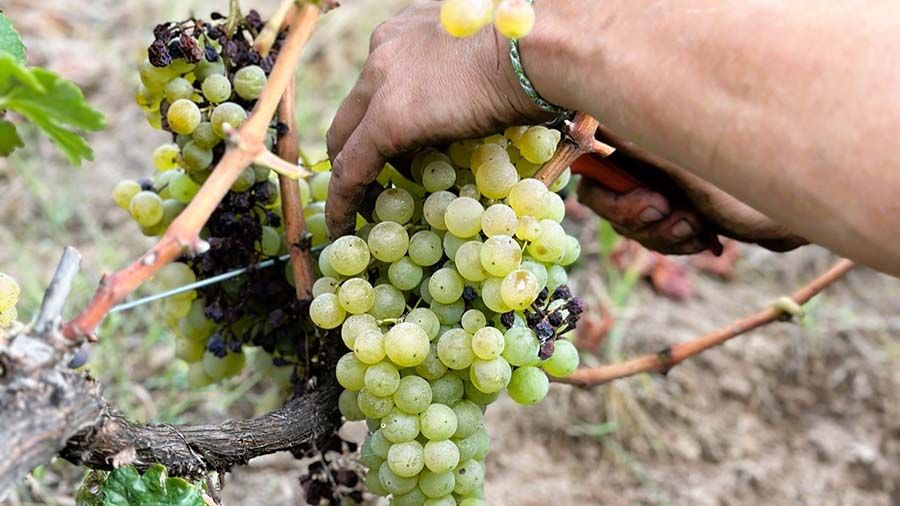 Así recogemos las uvas en la vendimia de la Ribeira Sacra