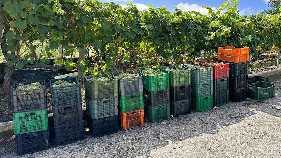Las uvas se depositan en cajas y después van a la bodega