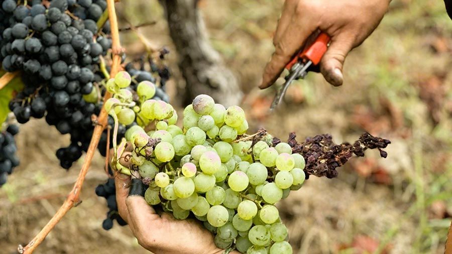 En El Secreto del Monje recogemos las uvas a mano