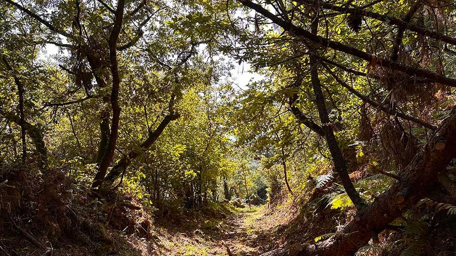 Bosque de castaños en Pantón
