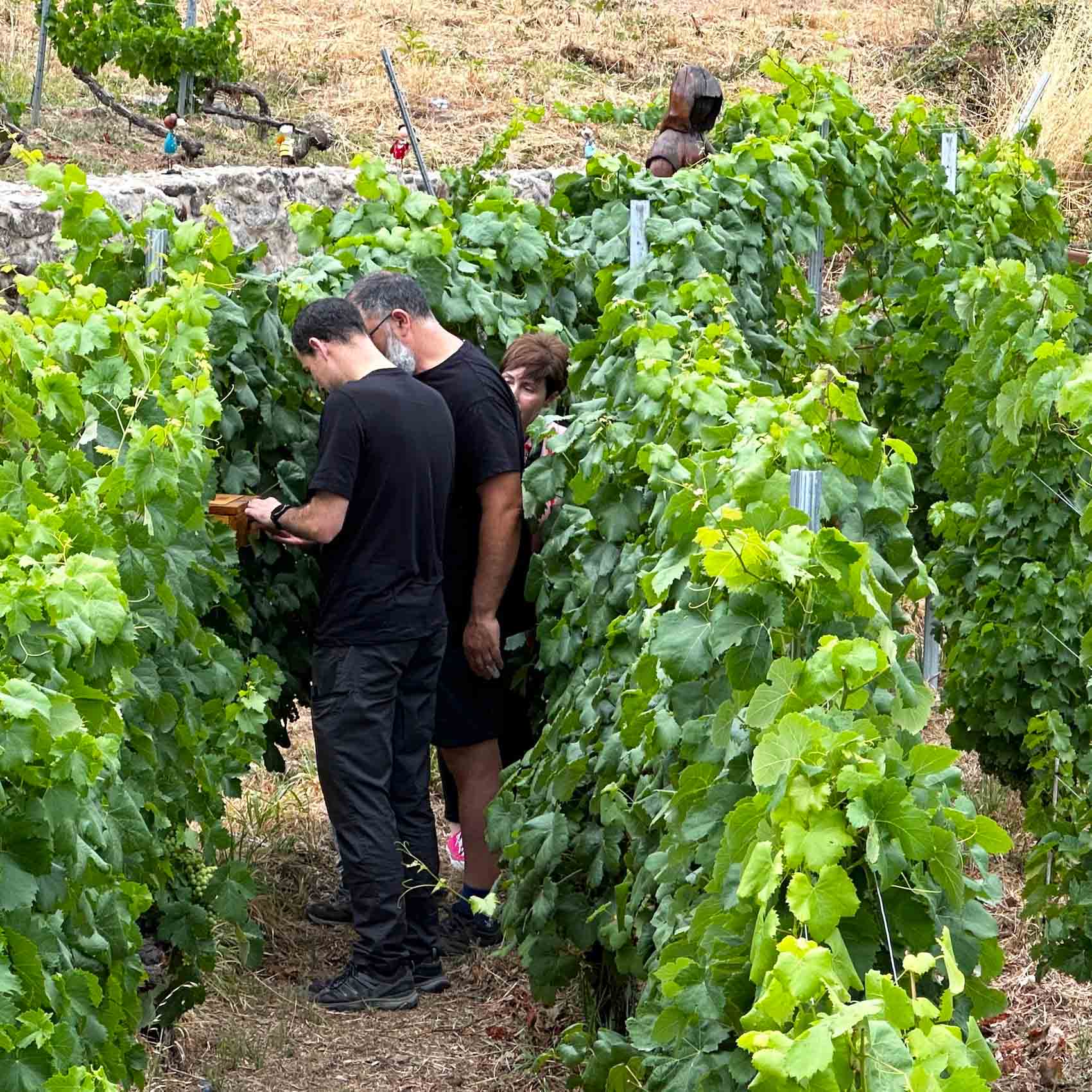 El Laberinto entre Viñedos