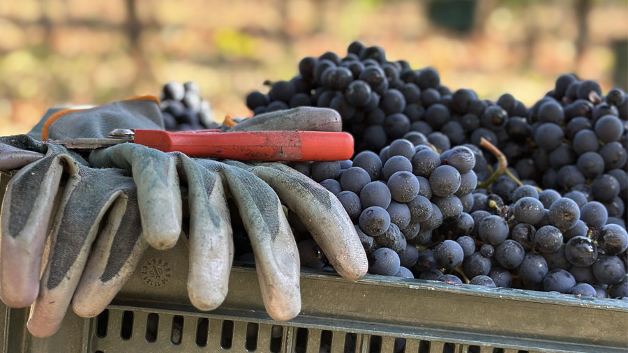 Una caja de uvas de la vendimia en El Secreto del Monje