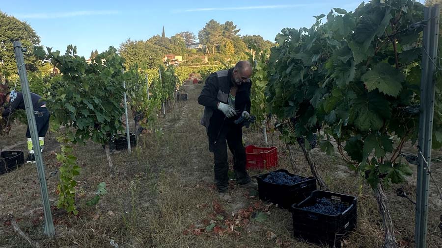 Recolecta de la uva en nuestros viñedos