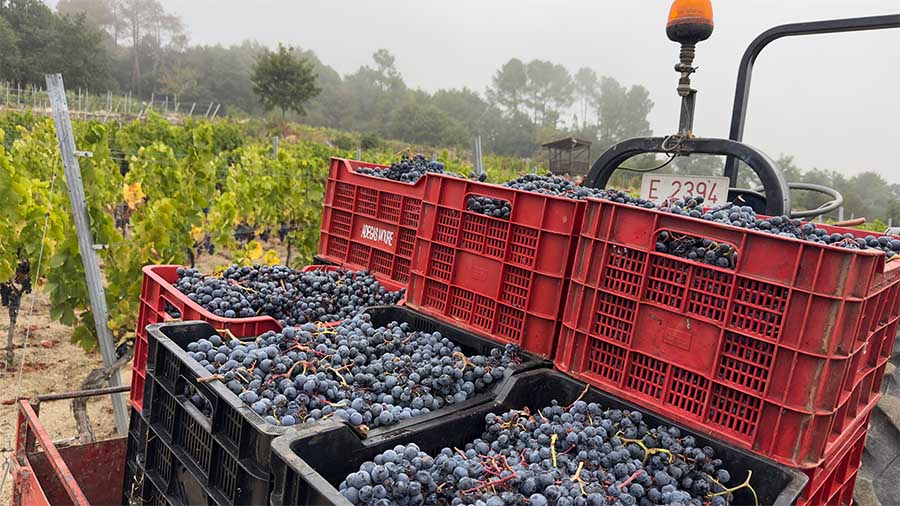 Ahora se transporta la uva a la bodega
