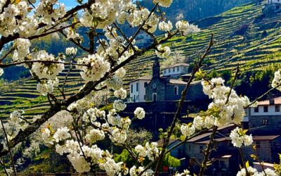¿Qué hacer en primavera en Ribeira Sacra? Planes para todos los gustos