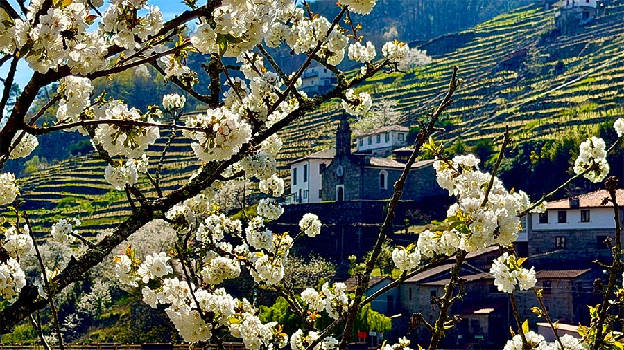¿Qué hacer en primavera en Ribeira Sacra? Planes para todos los gustos