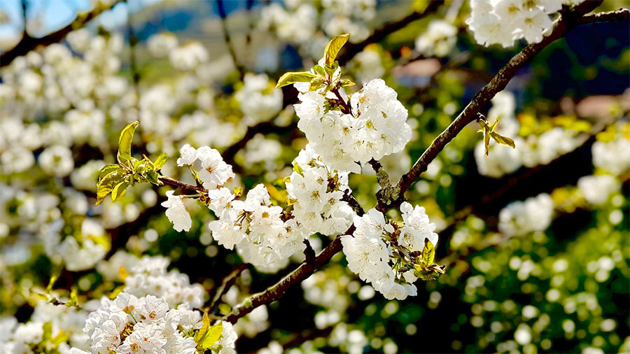 Primavera en Ribeira Sacra