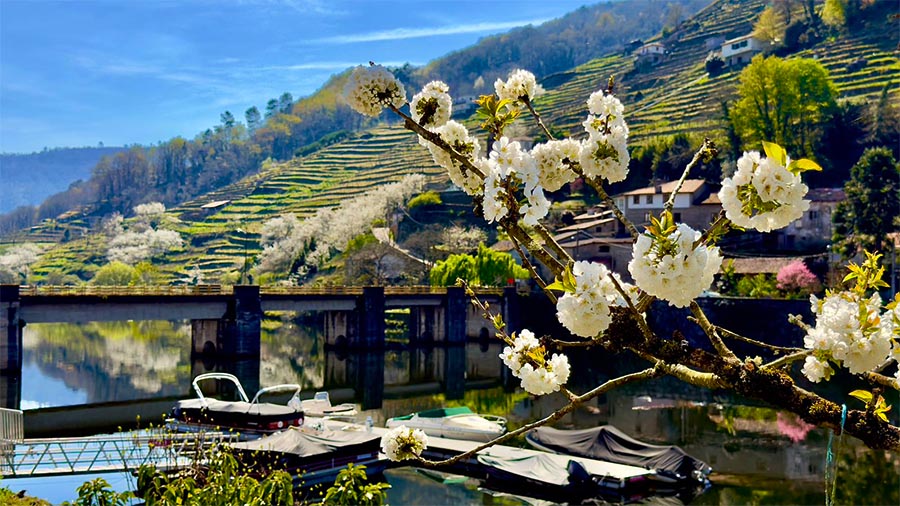 Flores en Belesar, primavera en Ribeira Sacra