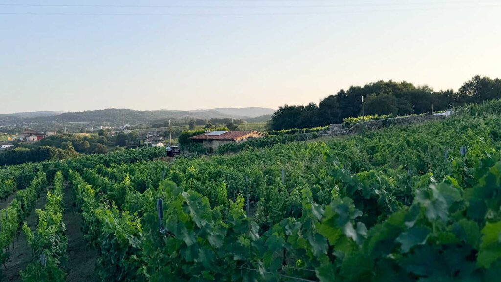 Este viñedo es ideal para ver el eclipse de sol en Galicia